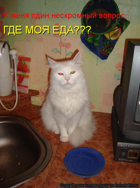 Котоматрица: У меня один нескромный вопрос... ГДЕ МОЯ ЕДА???