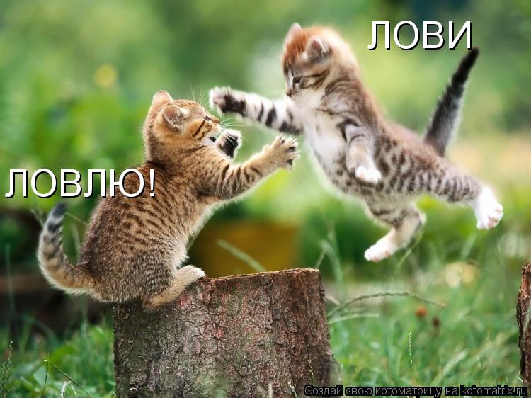 ЛОВИ ЛОВЛЮ!... Котоматрица: ЛОВИ ЛОВЛЮ!