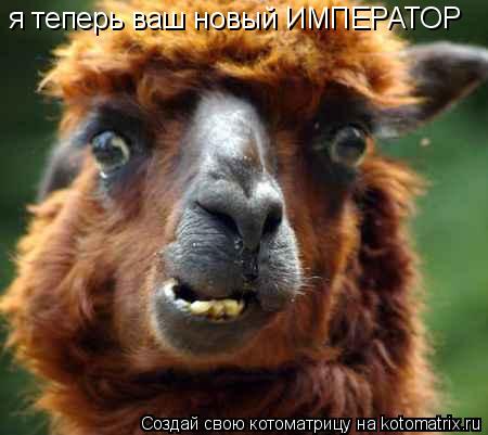 я теперь ваш новый ИМПЕРАТОР... Котоматрица: я теперь ваш новый ИМПЕРАТОР