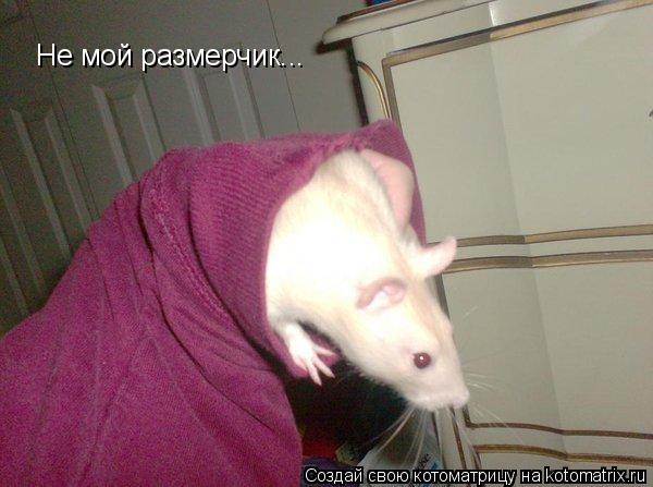 Котоматрица: Не мой размерчик...