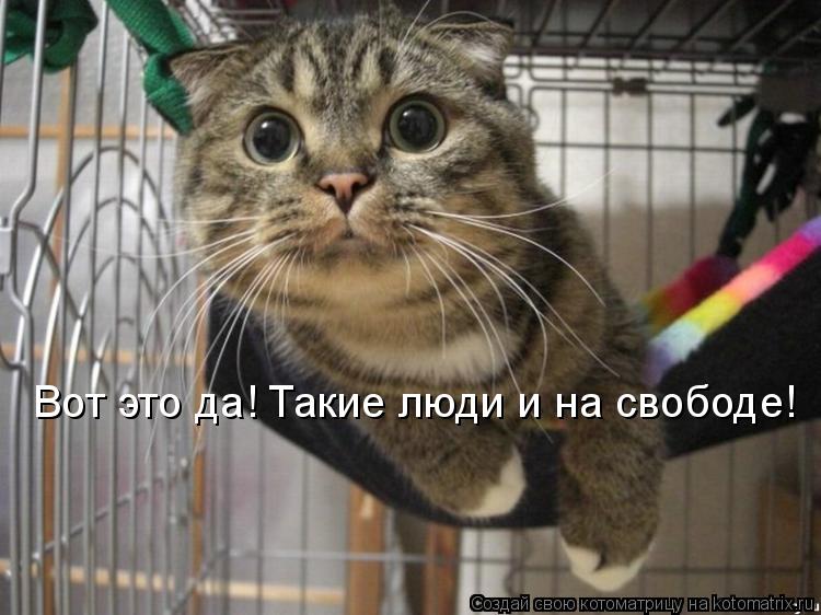 Котоматрица: Вот это да! Такие люди и на свободе!