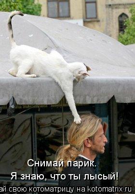 Я знаю, что ты лысый! Снимай парик.... Котоматрица: Я знаю, что ты лысый! Снимай парик.