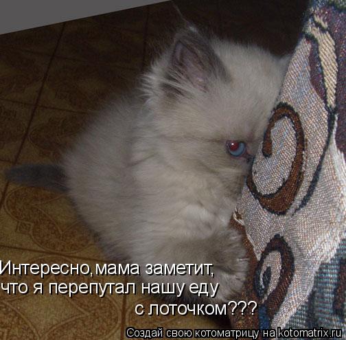 Интересно,мама заметит, что я перепутал нашу еду с лоточком???... Котоматрица: Интересно,мама заметит, что я перепутал нашу еду с лоточком???