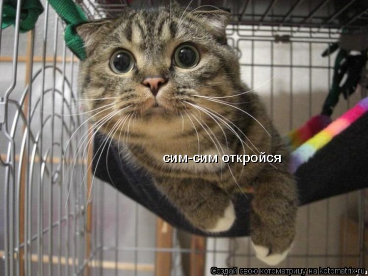 сим-сим откройся... Котоматрица: сим-сим откройся
