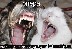 опера... Котоматрица: опера