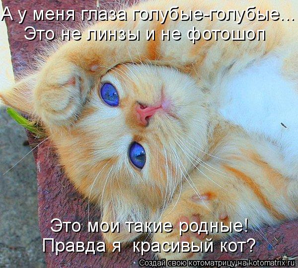 А у меня глаза голубые-голубые... Это не линзы и не фотошоп Это мои такие родные! Правда я красивый ... Котоматрица: А у меня глаза голубые-голубые... Это не линзы и не фотошоп Это мои такие родные! Правда я красивый кот?
