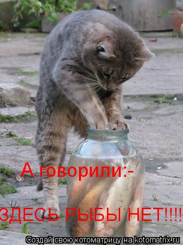 А говорили:- ЗДЕСЬ РЫБЫ НЕТ!!!!... Котоматрица: А говорили:- ЗДЕСЬ РЫБЫ НЕТ!!!!