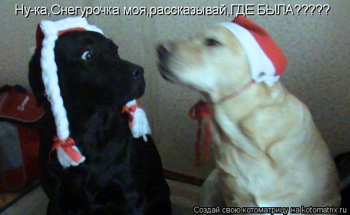 Ну-ка,Снегурочка моя,рассказывай,ГДЕ БЫЛА?????... Котоматрица: Ну-ка,Снегурочка моя,рассказывай,ГДЕ БЫЛА?????