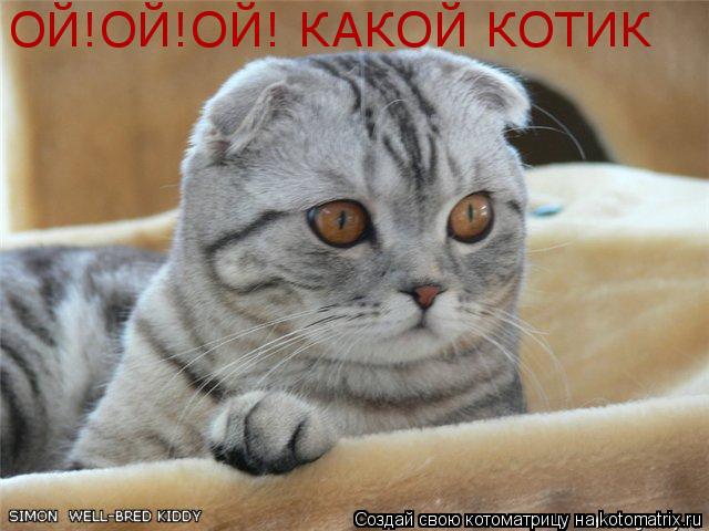 ОЙ!ОЙ!ОЙ! КАКОЙ КОТИК... Котоматрица: ОЙ!ОЙ!ОЙ! КАКОЙ КОТИК