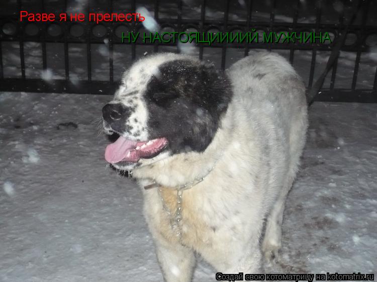 Разве я не прелесть НУ НАСТОЯЩИИИИЙ МУЖЧИНА... Котоматрица: Разве я не прелесть НУ НАСТОЯЩИИИИЙ МУЖЧИНА