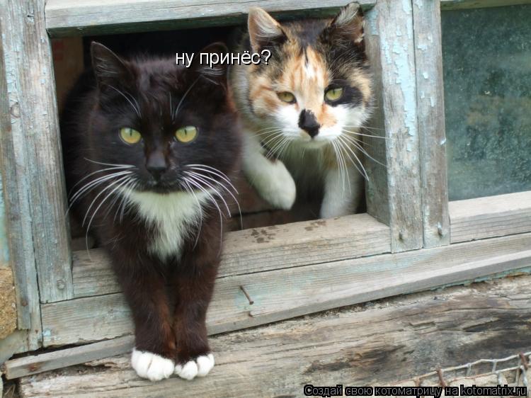 ну принёс?... Котоматрица: ну принёс?