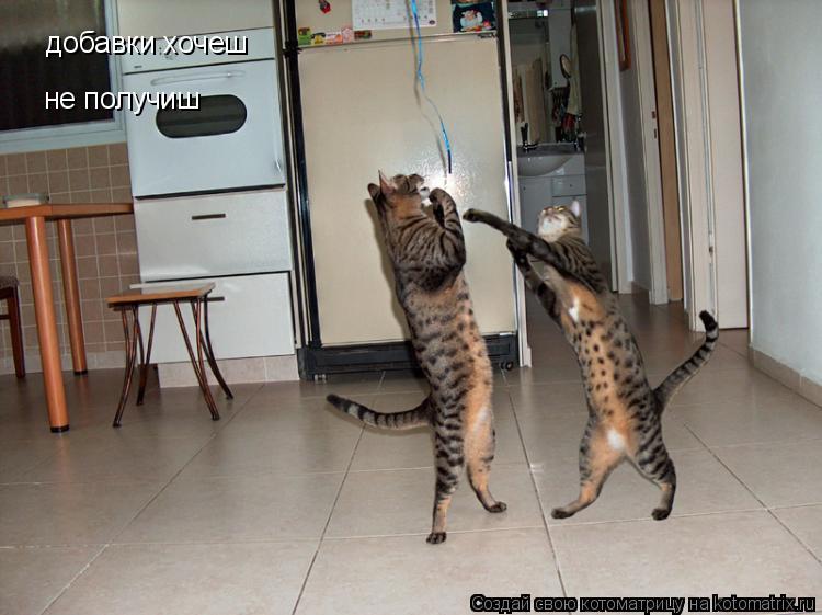 Котоматрица: добавки хочеш  не получиш