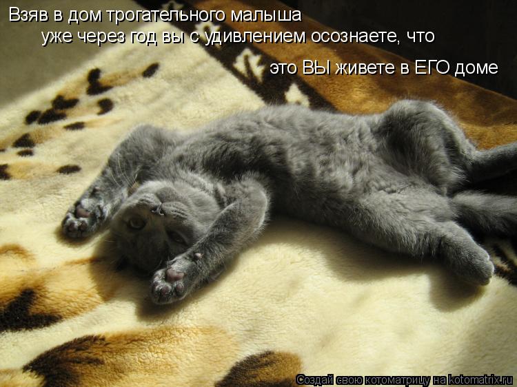 Котоматрица: Взяв в дом трогательного малыша  уже через год вы с удивлением осознаете, что  это ВЫ живете в ЕГО доме