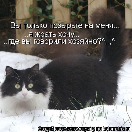 Вы только позырьте на меня... ..я жрать хочу... ..где вы говорили хозяйно?^,.,^... Котоматрица: Вы только позырьте на меня... ..я жрать хочу... ..где вы говорили хозяйно?^,.,^