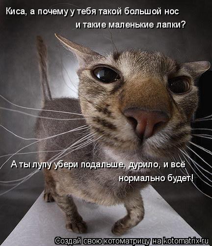 Киса, а почему у тебя такой большой нос и такие маленькие лапки? А ты лупу убери подальше, дурило, и... Котоматрица: Киса, а почему у тебя такой большой нос и такие маленькие лапки? А ты лупу убери подальше, дурило, и всё нормально будет!