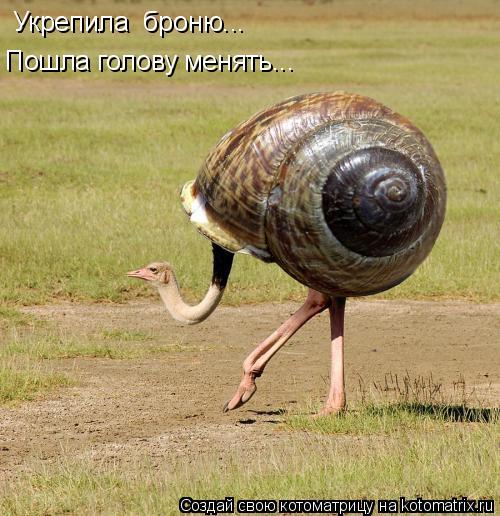 Укрепила броню... Пошла голову менять...... Котоматрица: Укрепила броню... Пошла голову менять...