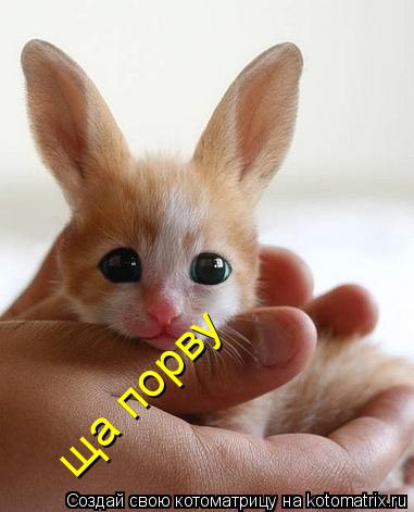 ща порву... Котоматрица: ща порву