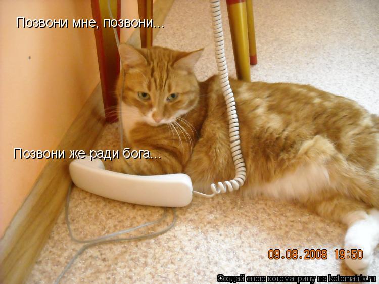 Позвони мне, позвони... Позвони же ради бога...... Котоматрица: Позвони мне, позвони... Позвони же ради бога...
