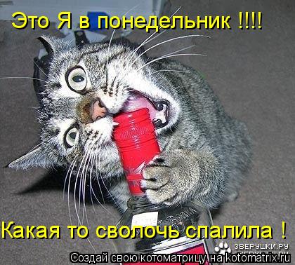 Это Я в понедельник !!!! Какая то сволочь спалила !... Котоматрица: Это Я в понедельник !!!! Какая то сволочь спалила !