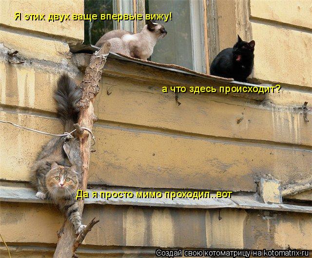 Да я просто мимо проходил..вот а что здесь происходит? Я этих двух ваще впервые вижу!... Котоматрица: Да я просто мимо проходил..вот а что здесь происходит? Я этих двух ваще впервые вижу!