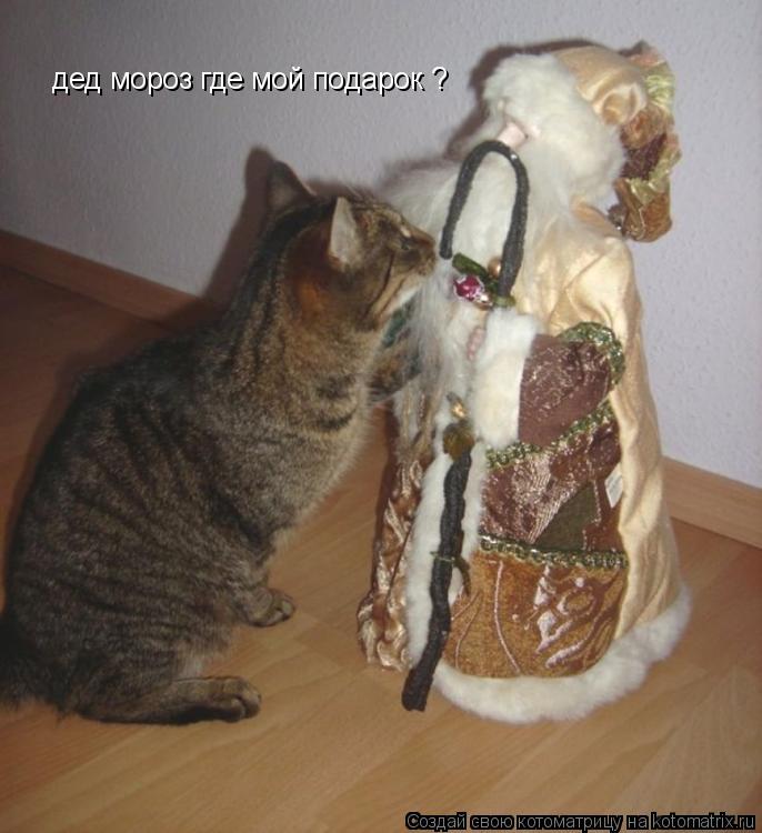 дед мороз где мой подарок ?... Котоматрица: дед мороз где мой подарок ?