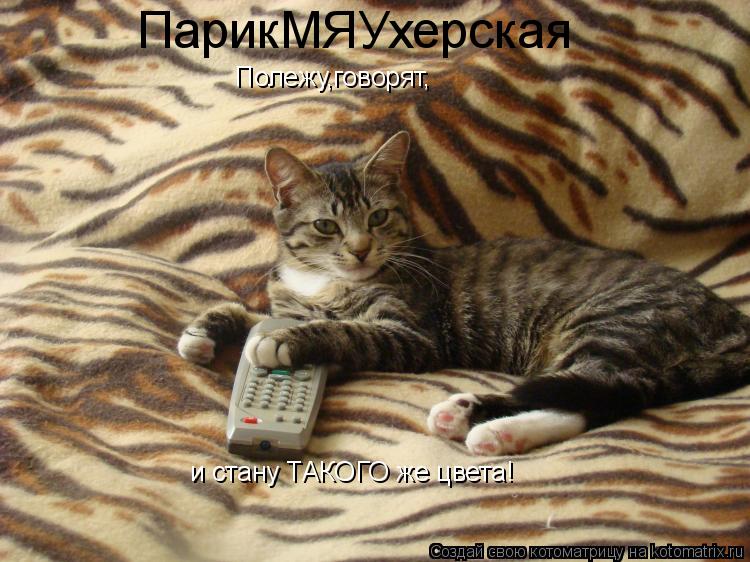 Полежу,говорят, и стану ТАКОГО же цвета! ПарикМЯУхерская... Котоматрица: Полежу,говорят, и стану ТАКОГО же цвета! ПарикМЯУхерская