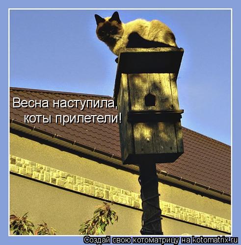 Весна наступила, коты прилетели!... Котоматрица: Весна наступила, коты прилетели!