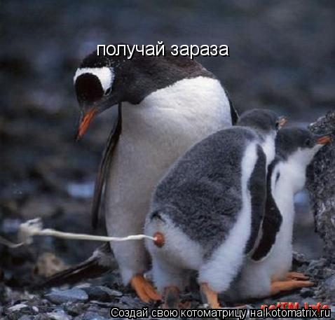 получай зараза... Котоматрица: получай зараза