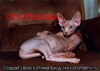 стриптиззззззз... Котоматрица: стриптиззззззз