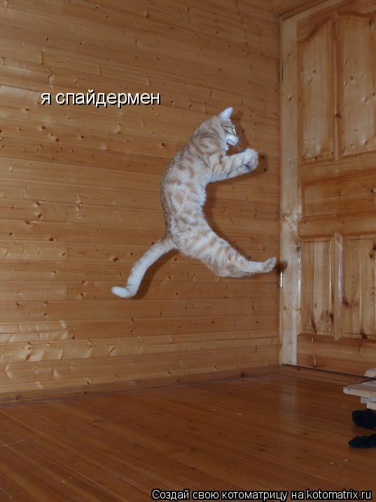 я спайдермен... Котоматрица: я спайдермен