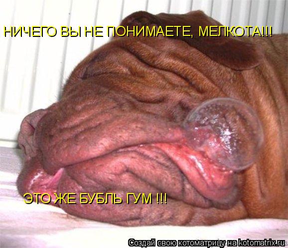 НИЧЕГО ВЫ НЕ ПОНИМАЕТЕ, МЕЛКОТА!!! ЭТО ЖЕ БУБЛЬ ГУМ !!!... Котоматрица: НИЧЕГО ВЫ НЕ ПОНИМАЕТЕ, МЕЛКОТА!!! ЭТО ЖЕ БУБЛЬ ГУМ !!!