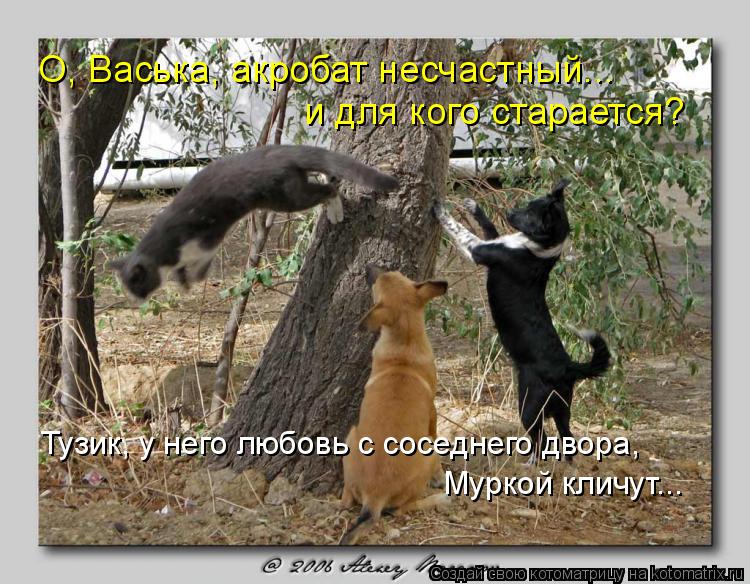 О, Васька, акробат несчастный... и для кого старается? Тузик, у него любовь с соседнего двора, Муркой... Котоматрица: О, Васька, акробат несчастный... и для кого старается? Тузик, у него любовь с соседнего двора, Муркой кличут...
