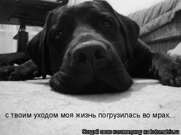 с твоим уходом моя жизнь погрузилась во мрак...... Котоматрица: с твоим уходом моя жизнь погрузилась во мрак...