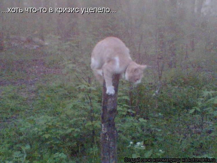 ...хоть что-то в кризис уцелело...... Котоматрица: ...хоть что-то в кризис уцелело...