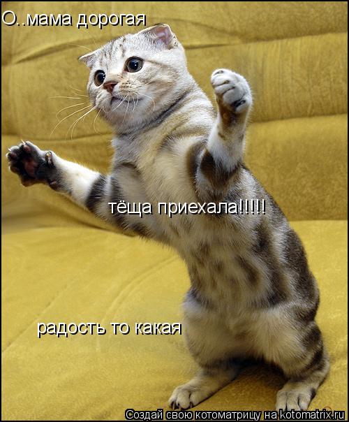 О..мама дорогая тёща приехала!!!!! радость то какая... Котоматрица: О..мама дорогая тёща приехала!!!!! радость то какая