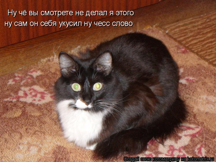 Ну чё вы смотрете не делал я этого ну сам он себя укусил ну чесс слово... Котоматрица: Ну чё вы смотрете не делал я этого ну сам он себя укусил ну чесс слово