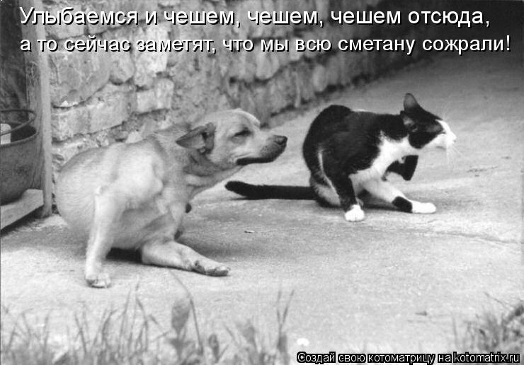 Улыбаемся и чешем, чешем, чешем отсюда, а то сейчас заметят, что мы всю сметану сожрали!... Котоматрица: Улыбаемся и чешем, чешем, чешем отсюда, а то сейчас заметят, что мы всю сметану сожрали!