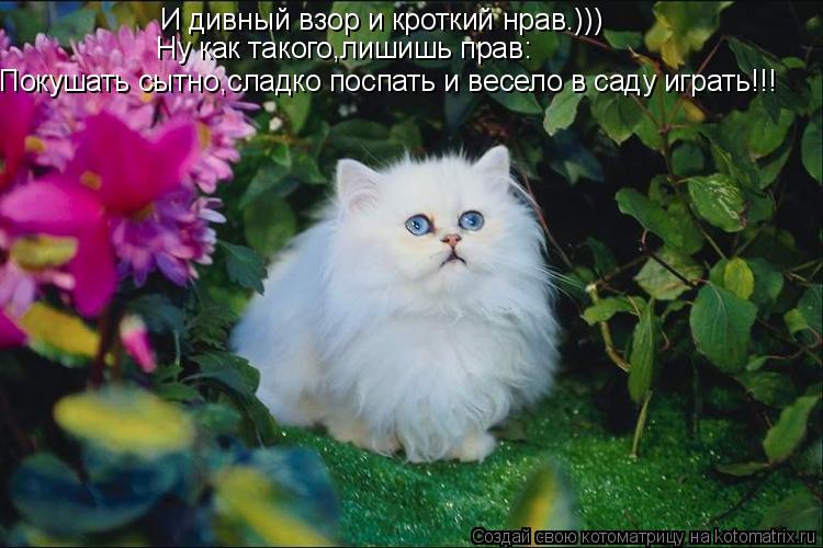 Котоматрица: И дивный взор и кроткий нрав.))) Ну как такого,лишишь прав: Покушать сытно,сладко поспать и весело в саду играть!!!