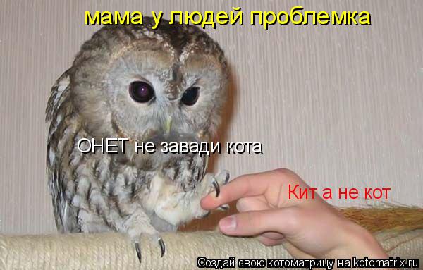 ОНЕТ не завади кота Кит а не кот мама у людей проблемка... Котоматрица: ОНЕТ не завади кота Кит а не кот мама у людей проблемка