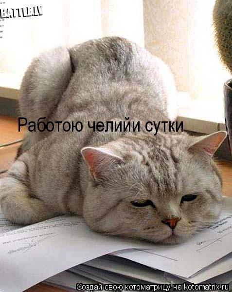 Котоматрица: Работою челийи сутки