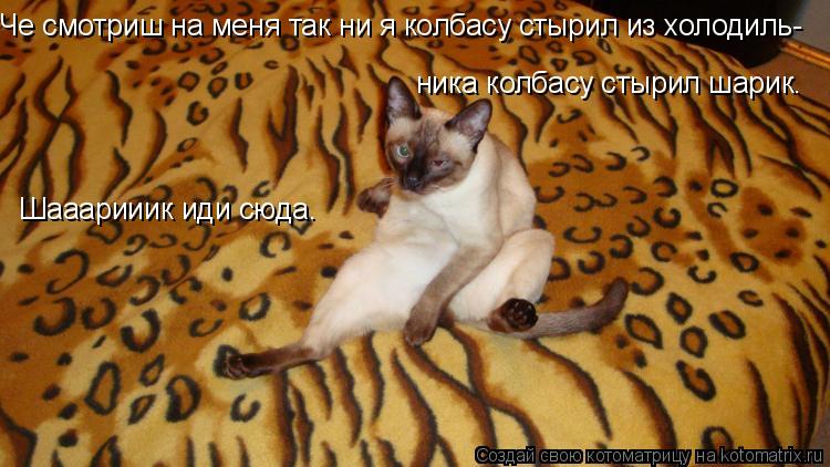 Че смотриш на меня так ни я колбасу стырил из холодиль- ника колбасу стырил шарик. Шааарииик иди сюда... Котоматрица: Че смотриш на меня так ни я колбасу стырил из холодиль- ника колбасу стырил шарик. Шааарииик иди сюда.