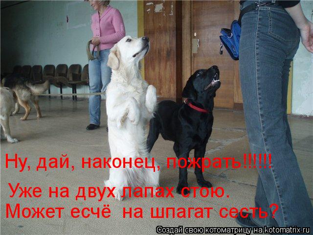 Уже на двух лапах стою. Может есчё на шпагат сесть? Ну, дай, наконец, пожрать!!!!!!... Котоматрица: Уже на двух лапах стою. Может есчё на шпагат сесть? Ну, дай, наконец, пожрать!!!!!!