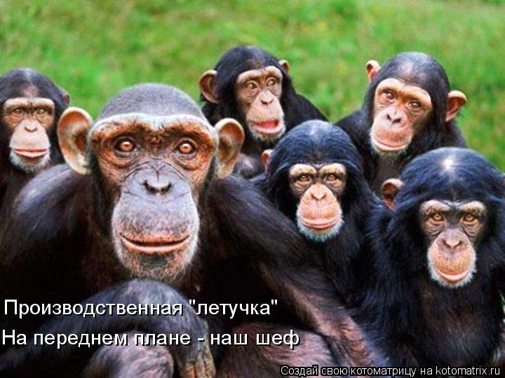 Производственная "летучка" На переднем плане - наш шеф... Котоматрица: Производственная "летучка" На переднем плане - наш шеф
