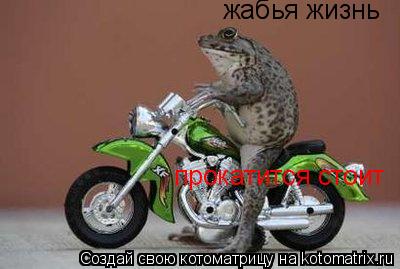 жабья жизнь жабья жизнь прокатится стоит прокатится стоит... Котоматрица: жабья жизнь жабья жизнь прокатится стоит прокатится стоит