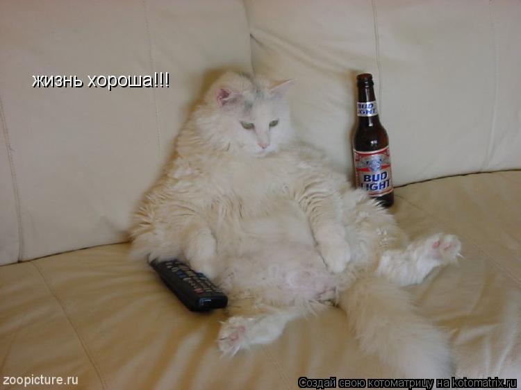 жизнь хороша!!!... Котоматрица: жизнь хороша!!!
