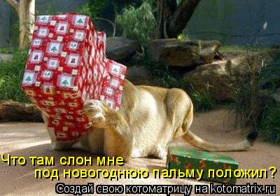 Что там слон мне под новогоднюю пальму положил?... Котоматрица: Что там слон мне под новогоднюю пальму положил?