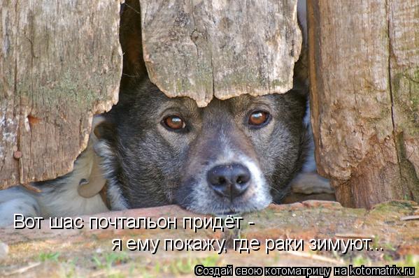 Вот шас почтальон придёт - я ему покажу, где раки зимуют...... Котоматрица: Вот шас почтальон придёт - я ему покажу, где раки зимуют...