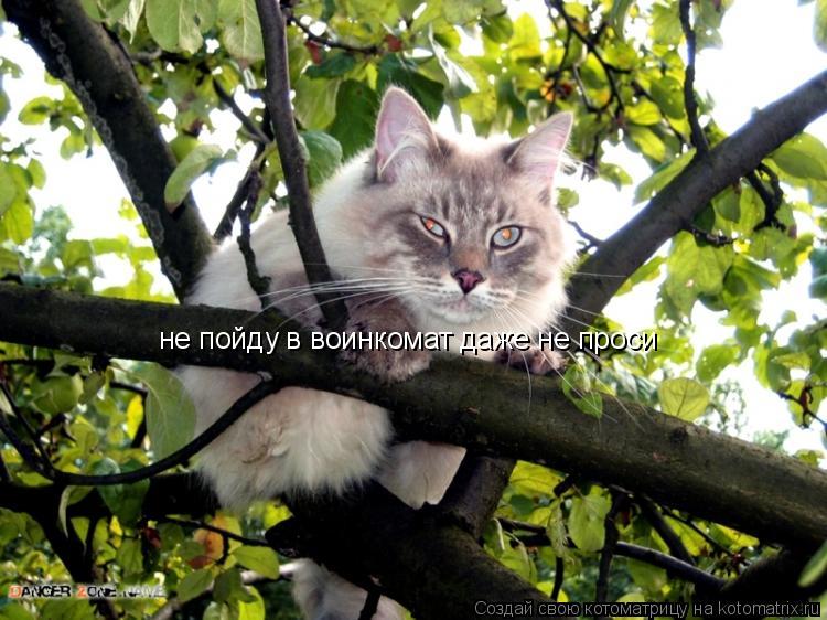 не пойду в воинкомат даже не проси... Котоматрица: не пойду в воинкомат даже не проси