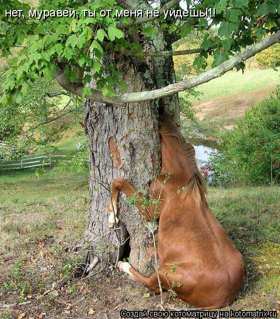 нет, муравей, ты от меня не уйдешь!!!... Котоматрица: нет, муравей, ты от меня не уйдешь!!!
