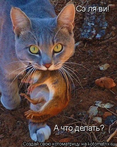 Сэ ля ви! А что делать?... Котоматрица: Сэ ля ви! А что делать?